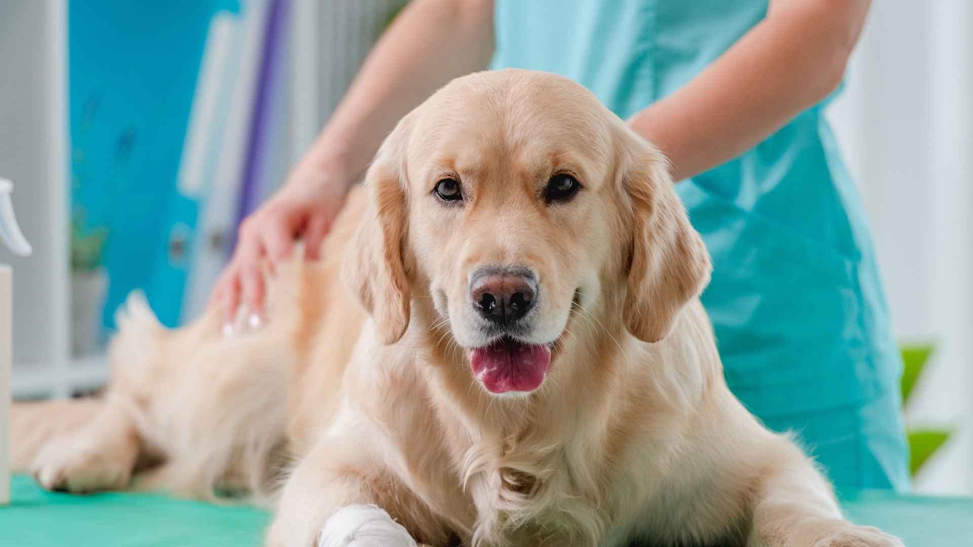 Sacrificar perros con artrosis